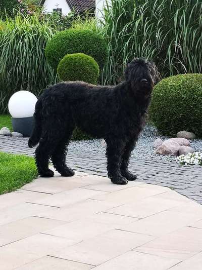 Gezielte Hybridzucht/ Mischlingszucht/ Neue Rassen erschaffen-Beitrag-Bild