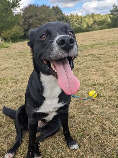 Hundetreffen-Frieda sucht eine Freundin-Bild