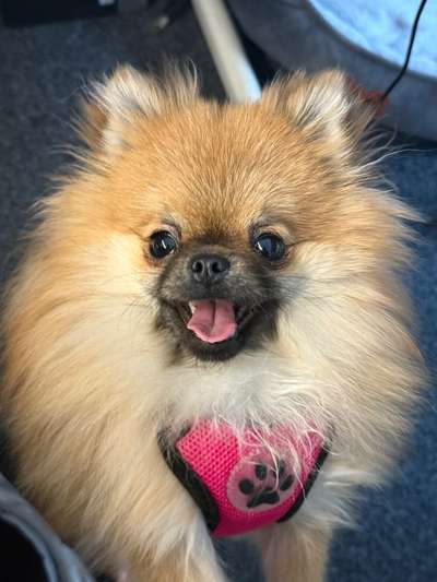 Hundetreffen-Hunde Freunde gesucht-Bild