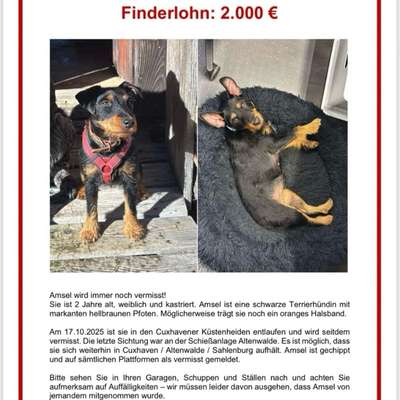 Suchmeldung-Amsel-Bild