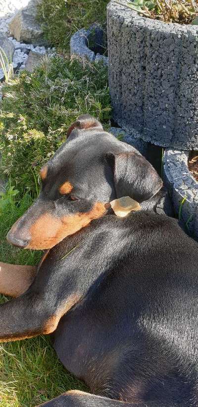 Liebhaber des Deutschen Pinscher gesucht.-Beitrag-Bild