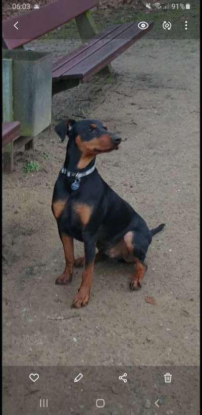 Liebhaber des Deutschen Pinscher gesucht.-Beitrag-Bild