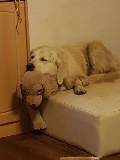 Der Lieblingsplüschi eures Vierbeiners-Beitrag-Bild