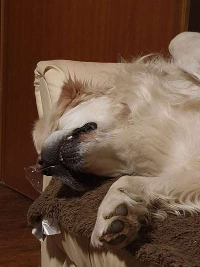 Wo sind die Golden Retriever Liebhaber?-Beitrag-Bild