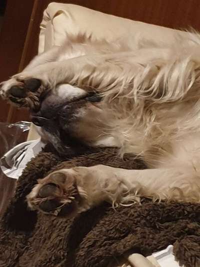 Wo sind die Golden Retriever Liebhaber?-Beitrag-Bild