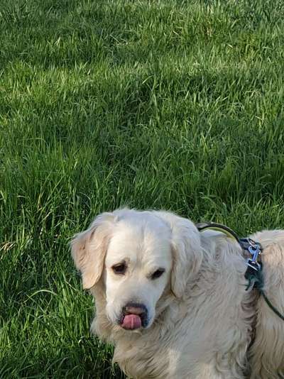 Wo sind die Golden Retriever Liebhaber?-Beitrag-Bild