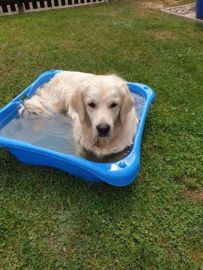 Dogorama-Monats-Challenge-Mai "Wasser"-Beitrag-Bild