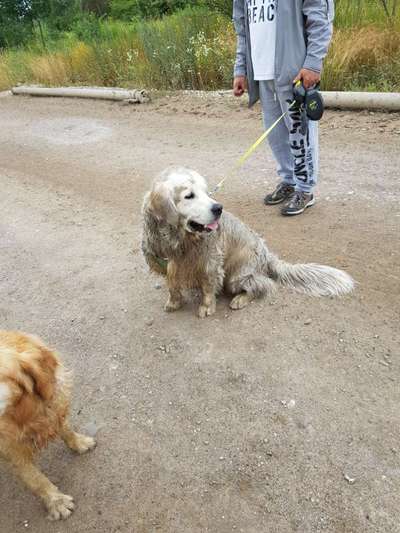 FOTOCHALLENGE 72 - Glücklicher Hund im Schmuddel-Look-Beitrag-Bild