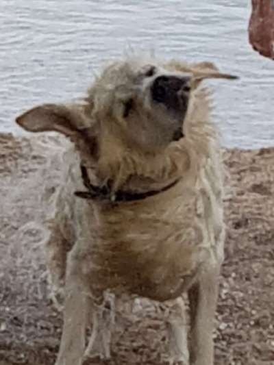 Lustigsten Grimassen von euren Hunden-Beitrag-Bild