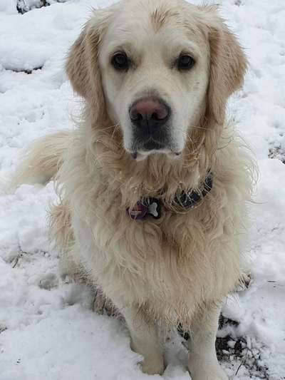 Wo sind die Golden Retriever Liebhaber?-Beitrag-Bild