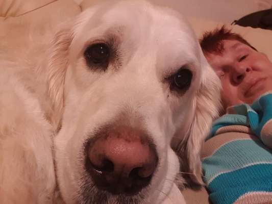 Wo sind die Golden Retriever Liebhaber?-Beitrag-Bild