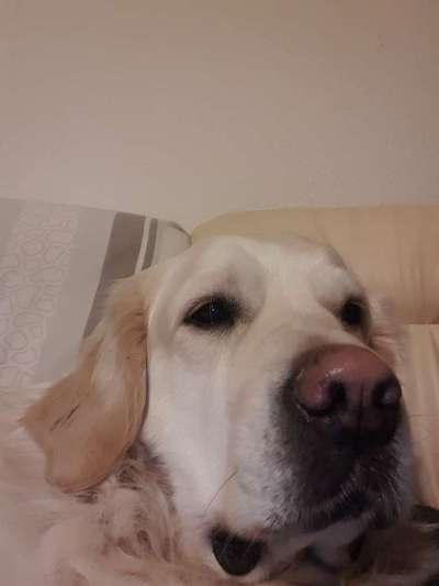 Zeigt mir die tollste Nahaufnahme von eurer Fellnase-Beitrag-Bild