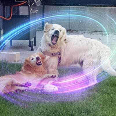 Lustigsten Grimassen von euren Hunden-Beitrag-Bild