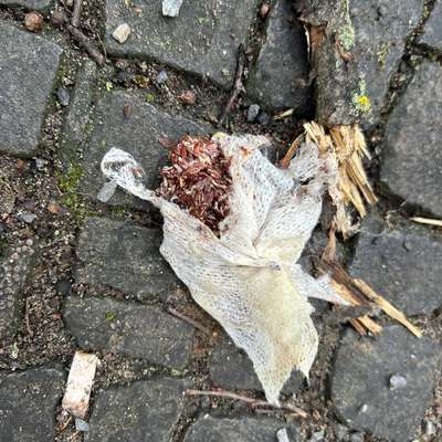 Giftköder-Vermutlich Rattengift auf dem Gehweg-Bild