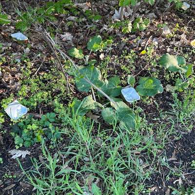 Giftköder-Giftköder im Buschkrugpark?-Bild