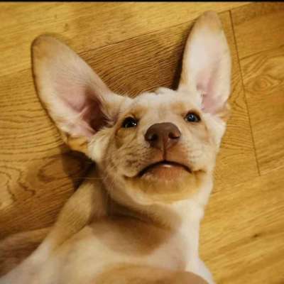 Wo sind meine Labrador Freunde-Beitrag-Bild