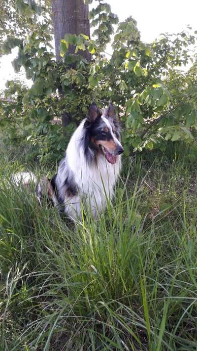 Fotochallenge No. 26                                     Wald und Wiese-Beitrag-Bild