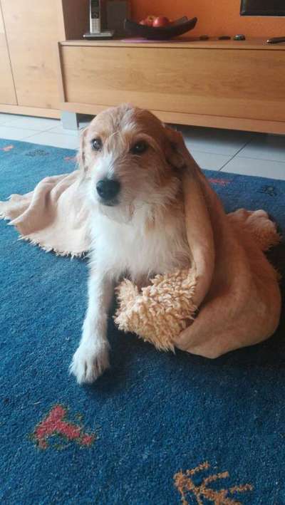 Rassen und ihre Eigenschaften-Beitrag-Bild