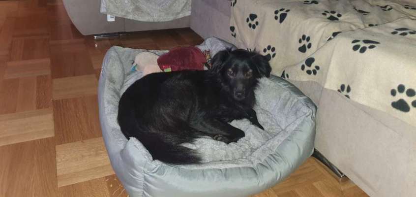 Tierschutz Hunde aus Bosnien-Beitrag-Bild