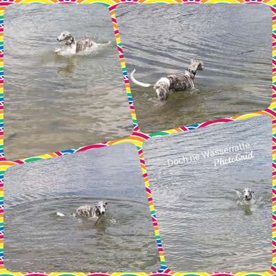 Windhunde - Treffen der besonderen Schönheiten
HERZLICH WILLKOMMEN-Beitrag-Bild