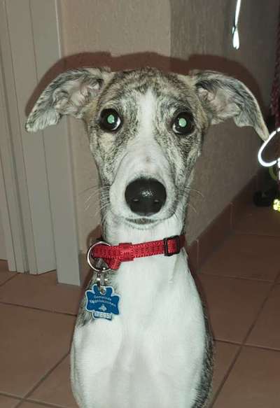 Windhunde - Treffen der besonderen Schönheiten
HERZLICH WILLKOMMEN-Beitrag-Bild