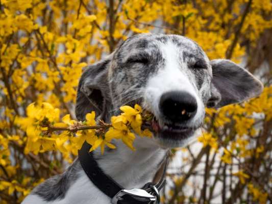 Windhunde - Treffen der besonderen Schönheiten
HERZLICH WILLKOMMEN-Beitrag-Bild