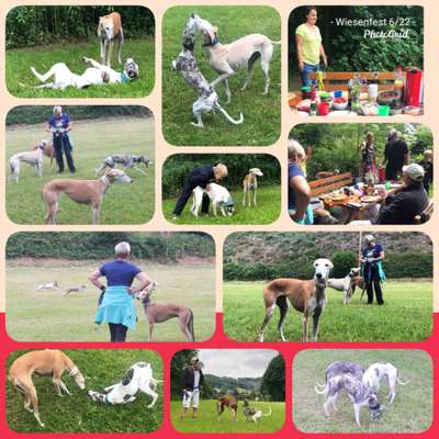 Windhunde - Treffen der besonderen Schönheiten
HERZLICH WILLKOMMEN-Beitrag-Bild