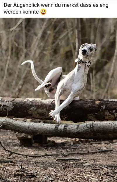 Windhunde - Treffen der besonderen Schönheiten
HERZLICH WILLKOMMEN-Beitrag-Bild