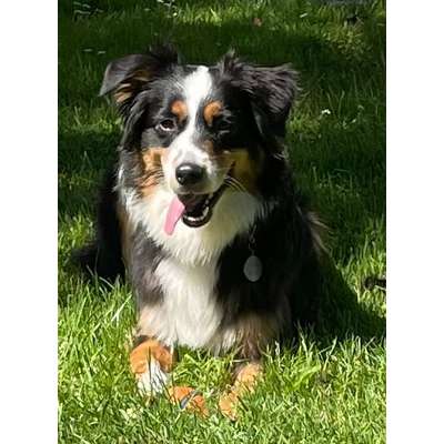 Hundetreffen-Spaziergänge im Warwer Sand-Bild