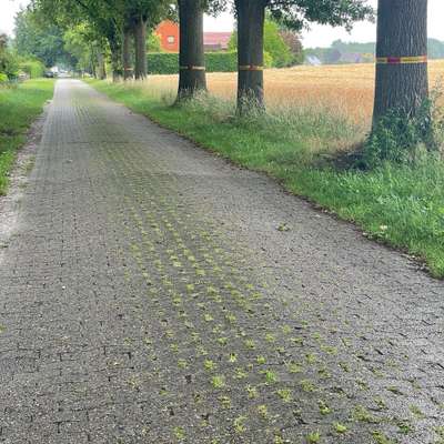 Giftköder-Eichenprozessionsspinner-Bild