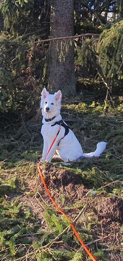 Wie heißt dein Hund?-Beitrag-Bild