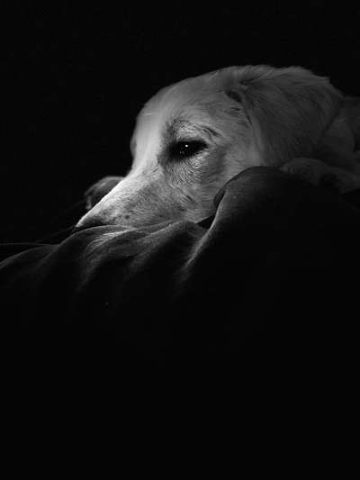 Die Dogorama Kalender Challenge Titelbild-Beitrag-Bild