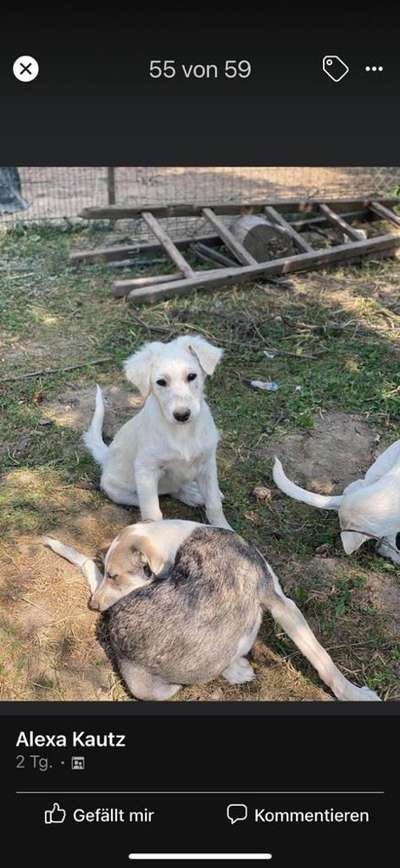 Hunde vom Tierschutzverein 🐕♥️-Beitrag-Bild
