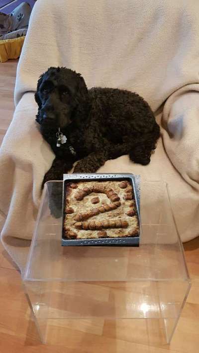 Die Dogorama Kalender Challenge 4/4-Beitrag-Bild