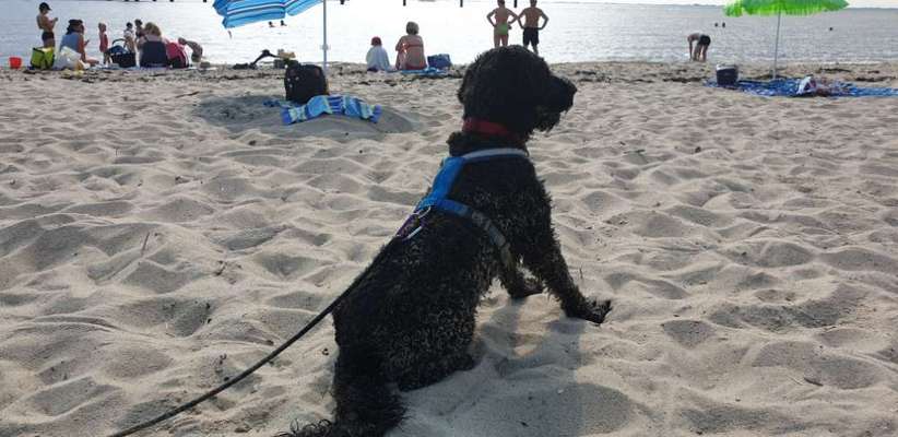 Die Dogorama Kalender Challenge 4/4-Beitrag-Bild