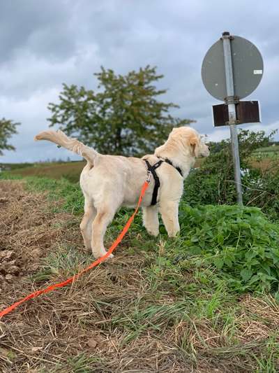 Hundetreffen-Trainieren und Spielen-Bild