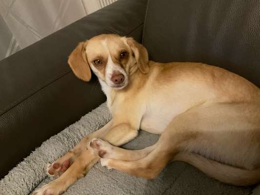 TierschutzhundeStammtisch🐕-Beitrag-Bild