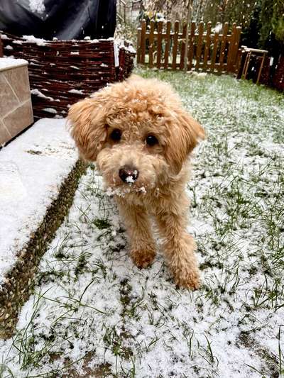 Dogorama Photo Challenge - Portrait-Beitrag-Bild