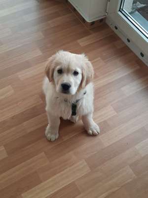 Hundetreffen-Welpensozialisierung-Bild