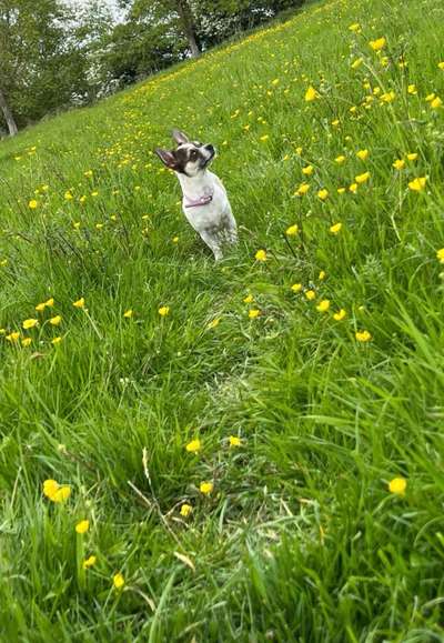 Hundetreffen-Gassirunde mit kleineren Hunden-Bild