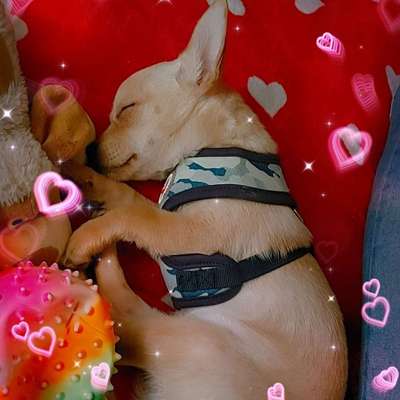 Hundetreffen-Gassirunde-Bild