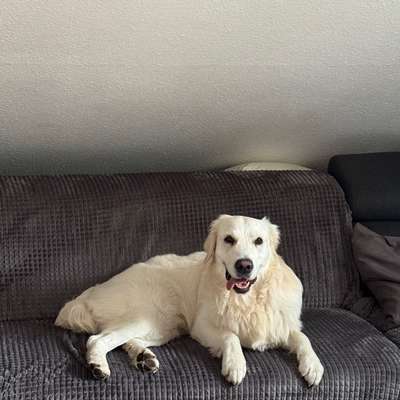 Hundetreffen-Trainings- und Spieltreffen-Bild