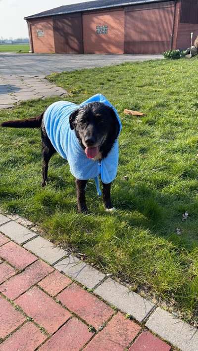 Die Dogorama Wochen Challenge-Beitrag-Bild