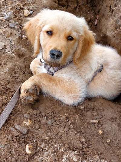 Hundetreffen-Welpentreffen-Bild