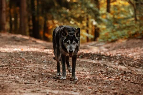 Postet das beste Foto von euren 4 beinern-Beitrag-Bild