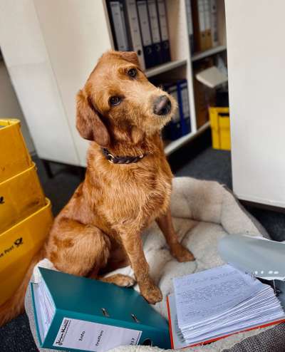 Mischlinge raten - Rätselspaß-Beitrag-Bild