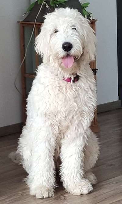 Labradoodle gesucht-Beitrag-Bild