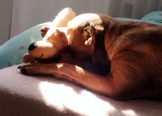 Mischlingshunde Foto Aufruf-Beitrag-Bild