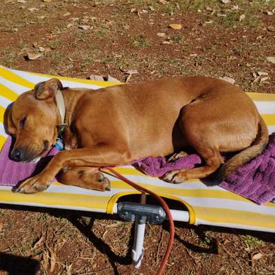 Wo sind die Mischlinge?-Beitrag-Bild