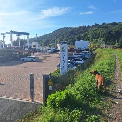 aktuelles Foto Gruppe Hunde aus dem Tierschutz